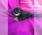 Small #7 Chiweenie
