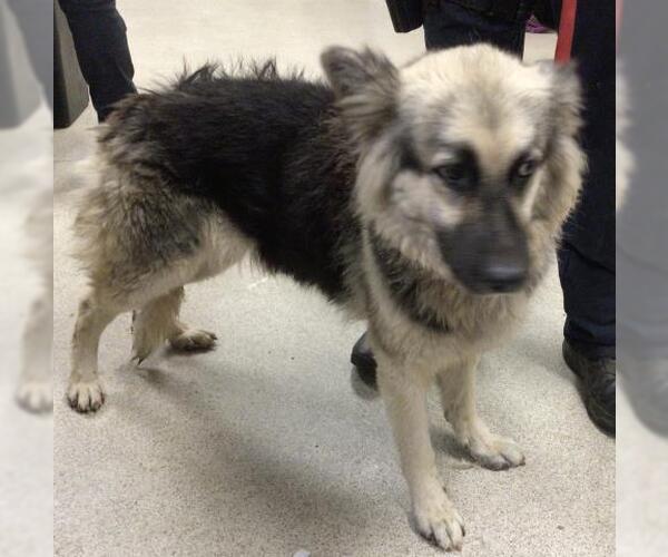 Medium Photo #1 German Shepherd Dog-Unknown Mix Puppy For Sale in Riverside, CA, USA
