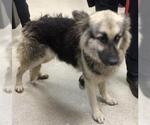 Small German Shepherd Dog Mix