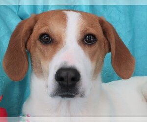 Peach Groot - Female Beagle-Great Pyrenees Mix Dog for Adoption - Photo #4