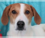Small #3 Retriever  Mix