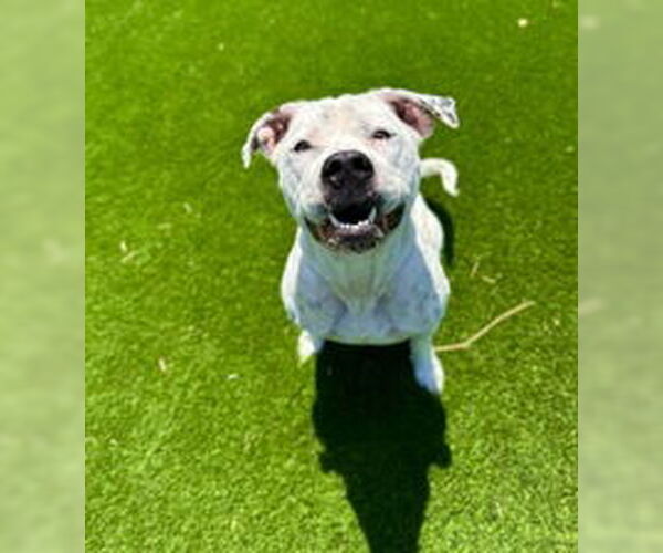 Medium Photo #3 American Pit Bull Terrier Puppy For Sale in Salinas, CA, USA