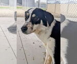 Small #2 Border Collie Mix