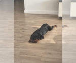 Small #2 Rottweiler