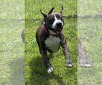 Small #1 American Pit Bull Terrier