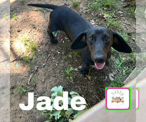 Mother of the Dachshund puppies born on 01/05/2026
