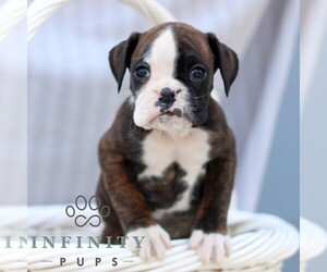 Boxer Puppy for sale in GORDONVILLE, PA, USA