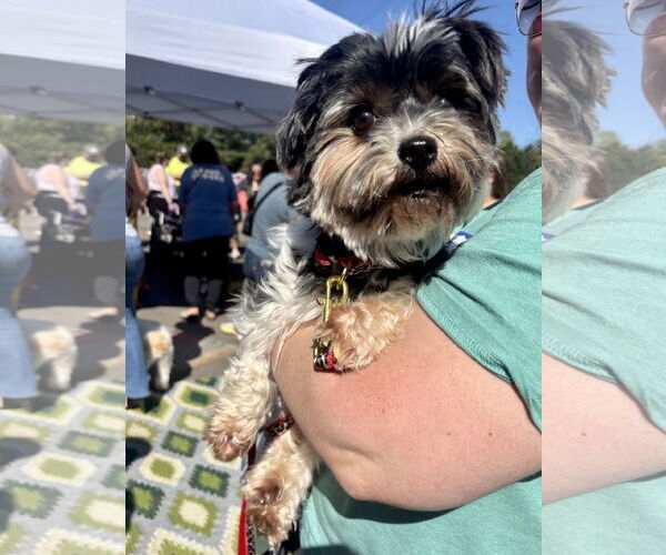 Medium Photo #1 Mutt Puppy For Sale in St. Louis Park, MN, USA