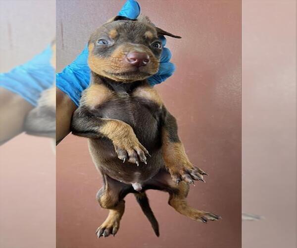 Medium Photo #1 Doberman Pinscher Puppy For Sale in Norco, CA, USA