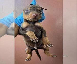 Doberman Pinscher Dogs for adoption in Norco, CA, USA