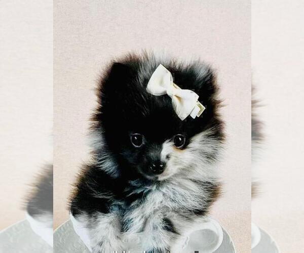 Medium Photo #11 Pomeranian Puppy For Sale in BOCA RATON, FL, USA
