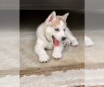 Small Photo #15 Siberian Husky Puppy For Sale in BRKN ARW, OK, USA