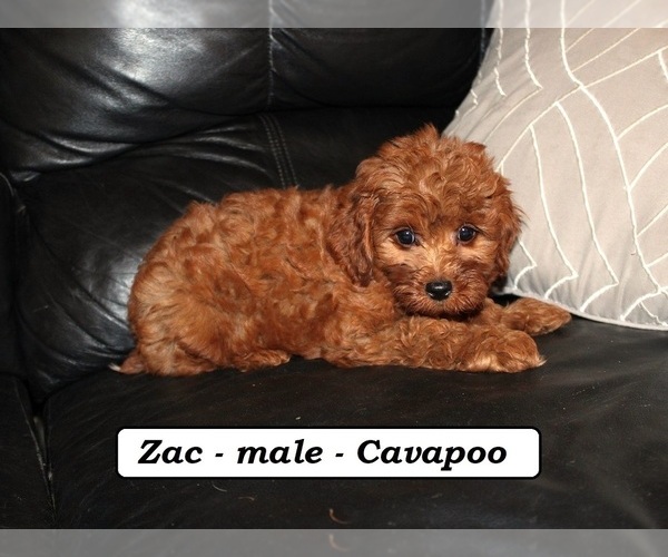 Medium Photo #4 Cavapoo Puppy For Sale in CLARKRANGE, TN, USA