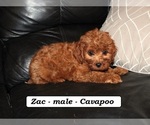 Small #3 Cavapoo