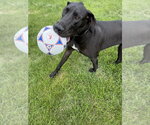 Small #5 Great Dane Mix