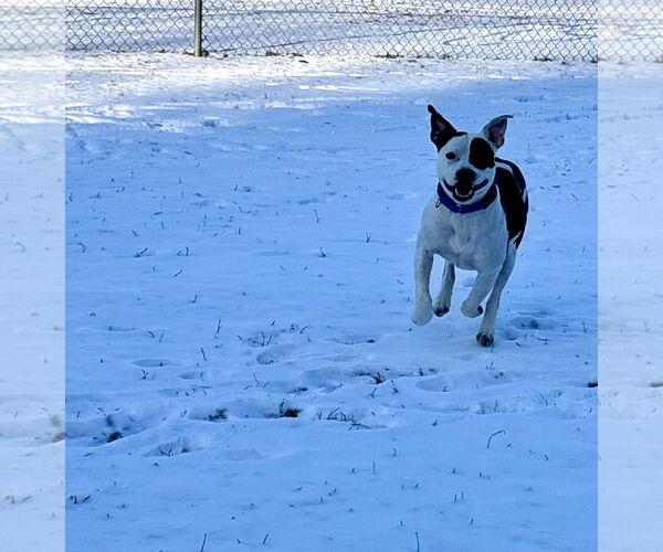 Medium Photo #2 American Pit Bull Terrier-Unknown Mix Puppy For Sale in Virginia Beach, VA, USA