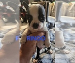 Puppy Ringo Boston Terrier