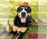 Small Greater Swiss Mountain Dog