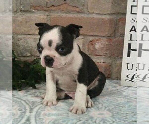 Medium Photo #2 Boston Terrier Puppy For Sale in HOT SPRINGS, SD, USA