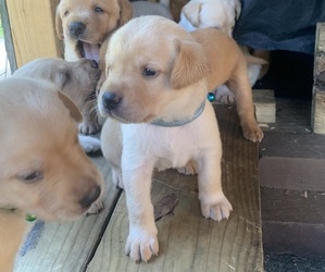 Labrador Retriever Puppy for sale in GENEVA, FL, USA