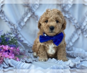 Goldendoodle Puppy for sale in LANCASTER, PA, USA