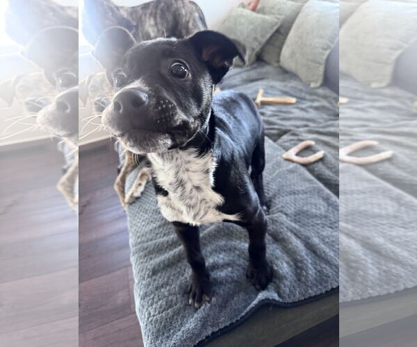 Medium Photo #15 Border Collie-Unknown Mix Puppy For Sale in Columbus, IN, USA