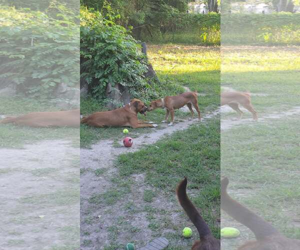 Medium Photo #4 Boxador Puppy For Sale in Oakhurst, NJ, USA