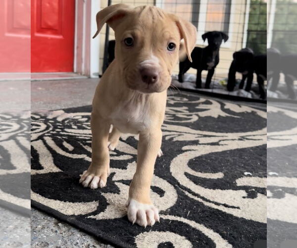 Medium Photo #6 Labrador Retriever-Unknown Mix Puppy For Sale in The Woodlands, TX, USA