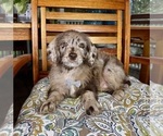 Chip - Male Labradoodle Puppy for Sale - Photo #3