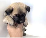 Small Pug Mix