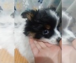 Small #1 Pomsky