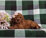 Small Photo #2 Miniature Labradoodle Puppy For Sale in OXFORD, PA, USA