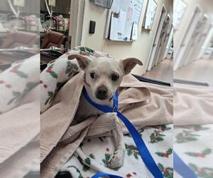 Chihuahua-Unknown Mix Dogs for adoption in Chula Vista, CA, USA