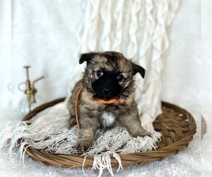 Aussiedoodle Miniature  Puppy for sale in CLOVER, SC, USA