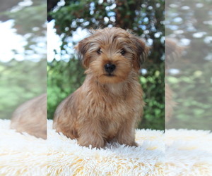 Yorkshire Terrier Puppy for sale in HILLSBORO, TX, USA