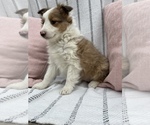 Small Photo #2 Shetland Sheepdog Puppy For Sale in SUGARCREEK, OH, USA