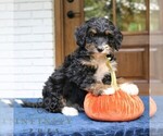 Phoebe - Female Bernedoodle (Miniature) Puppy for Sale - Small photo