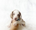 Small #7 Dachshund