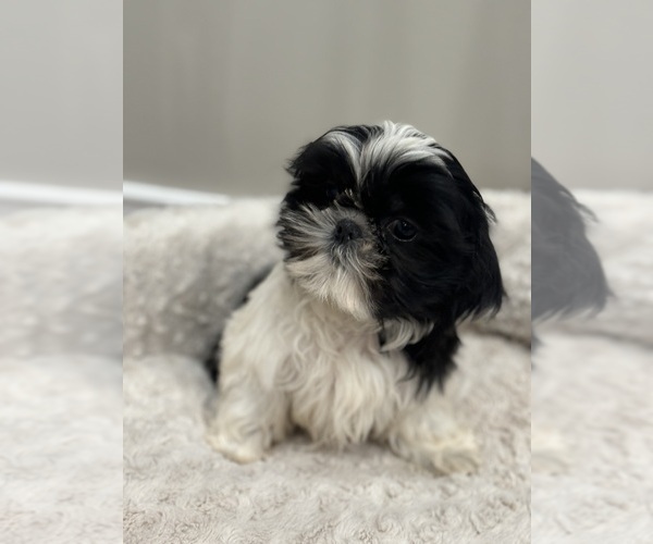 Medium Photo #1 Shih Tzu Puppy For Sale in ELMHURST, IL, USA