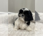 Small Photo #1 Shih Tzu Puppy For Sale in ELMHURST, IL, USA