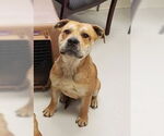 Small American Pit Bull Terrier-Bulldog Mix
