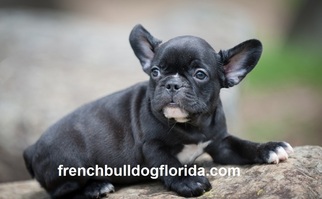 Medium French Bulldog