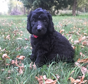 Medium Photo #1 Poodle (Standard) Puppy For Sale in PRIOR LAKE, MN, USA