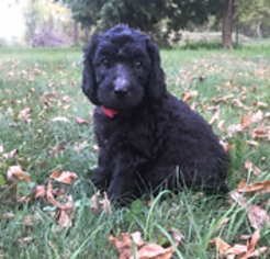 Poodle (Standard) Puppy for sale in PRIOR LAKE, MN, USA