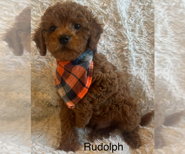 View Ad Poodle (Miniature) Litter of Puppies for Sale near California