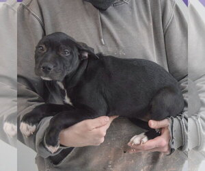 Megan - Female American Staffordshire Terrier-Unknown Mix Dog for Adoption - Photo #8