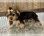 Small #6 Yorkshire Terrier