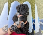Small Photo #18 Portuguese Water Dog Puppy For Sale in RIGBY, ID, USA