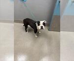 Small Mutt