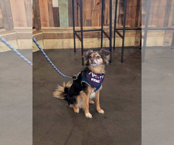 Medium Photo #3 Chihuahua-Unknown Mix Puppy For Sale in Holly Springs, NC, USA